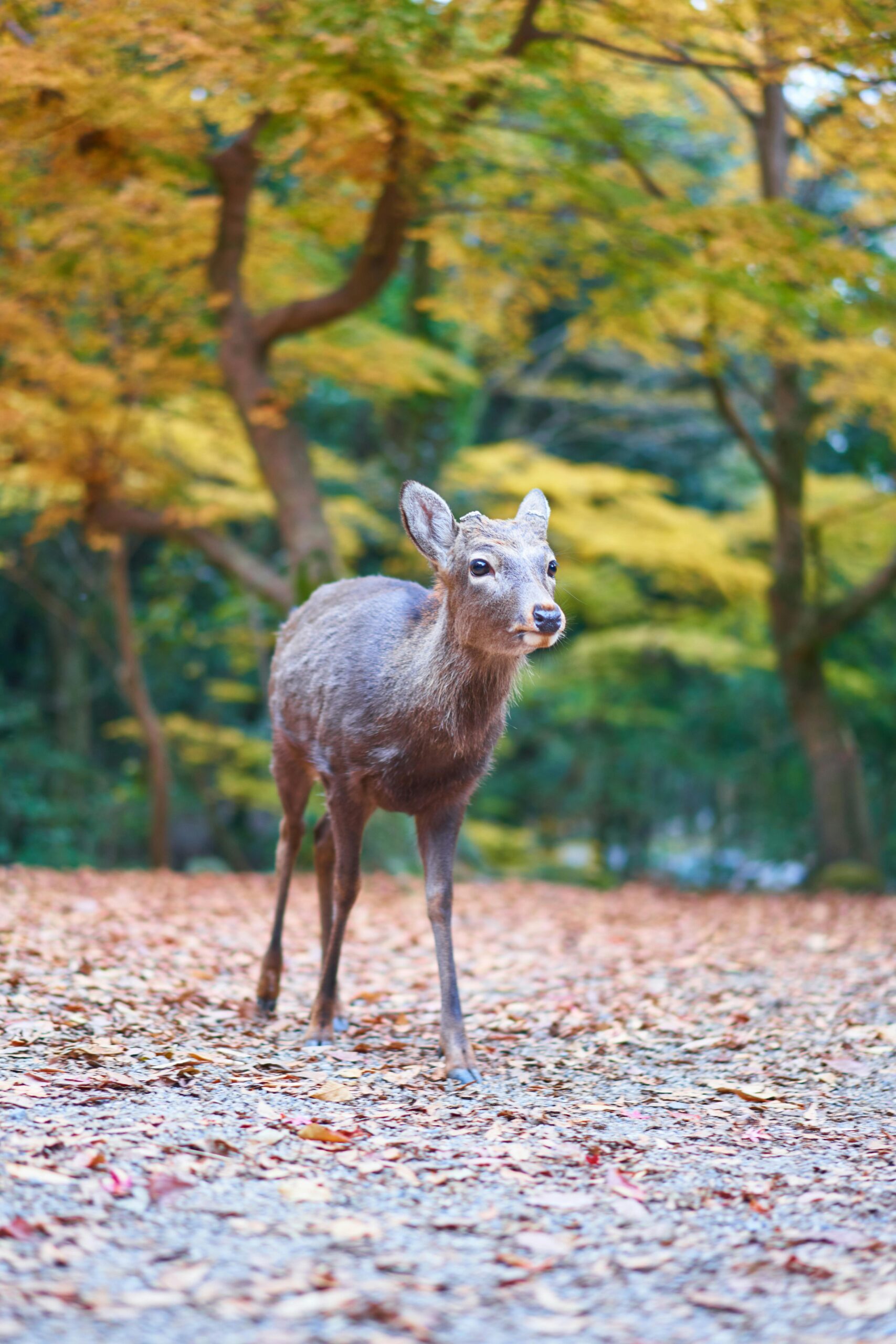 Nara Park